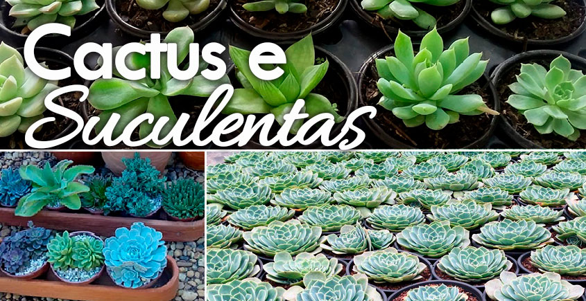 cactus-e-suculentas-sitio-santa-lucia-em-vinhedo-h7.jpg